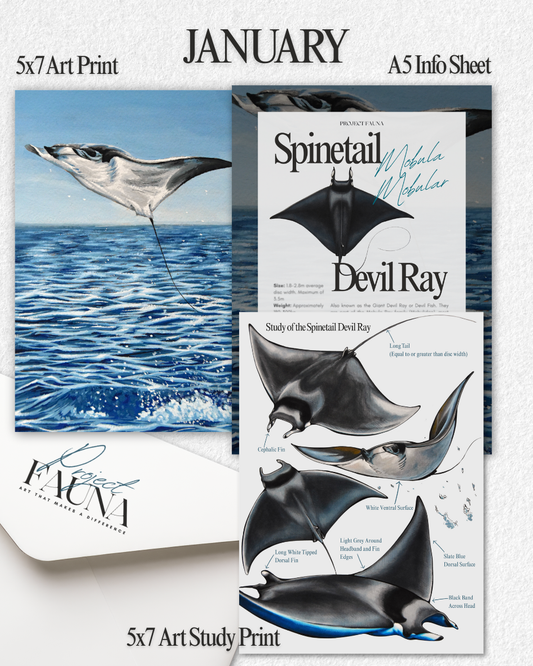 January 2026 Catch Up Prints